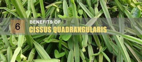 how does cissus quadrangularis work.